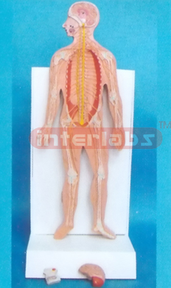 DESK-TYPE, EUR-STYLE 35CM TALL HUMAN NERVES SYSTEM MODEL W/SKELETON AND DESCRITION PLATE